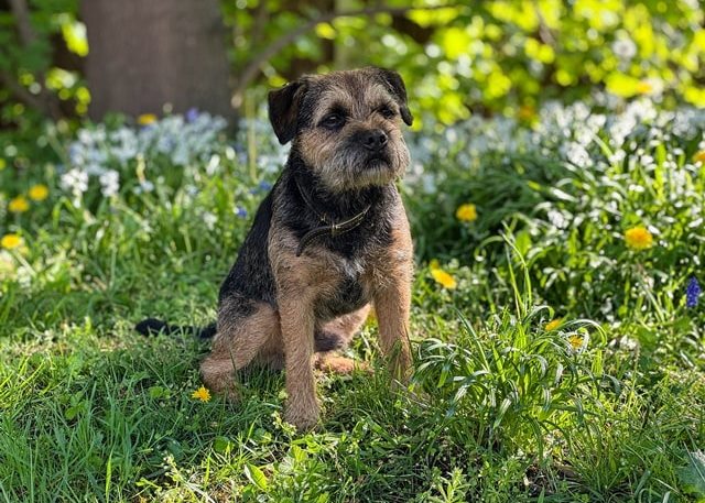 Olly Northampton Motorsport Dog